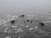 19-11-11-gon-gjettegryter-larvik-19
